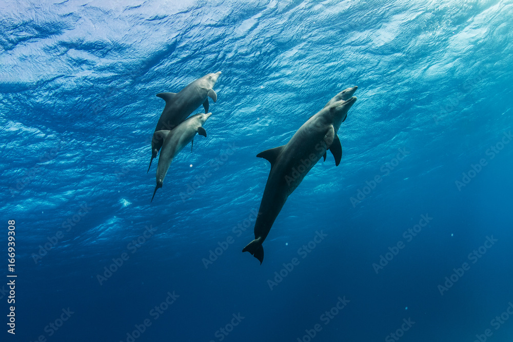 A dolphins family pod of four animals with baby dolphin that staying close with its mom  underwater. Blue water wildlife background of Red Sea