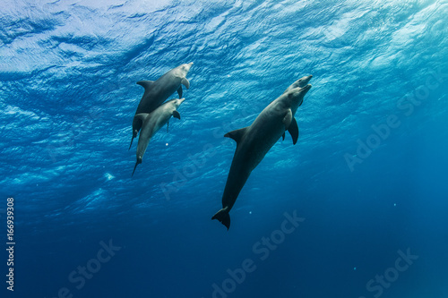 A dolphins family pod of four animals with baby dolphin that staying close with its mom underwater. Blue water wildlife background of Red Sea