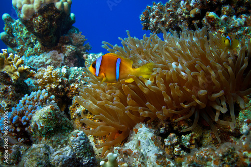 Anemone fish in coral reef of blue water of Red sea