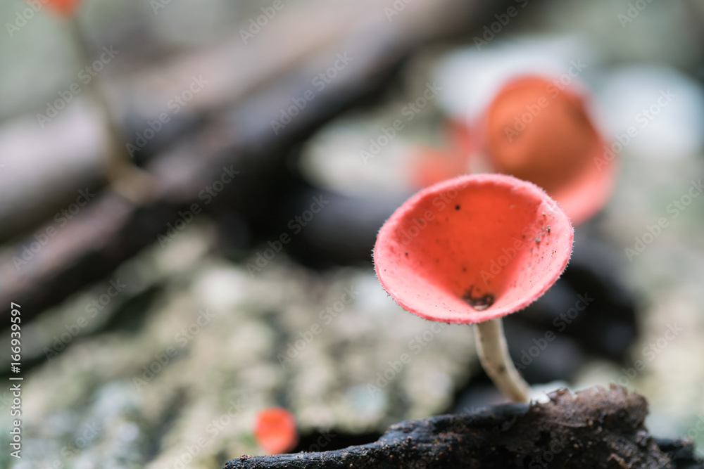 pink burn cup or Mushroom champagne pink burn cup or Mushroom champagne