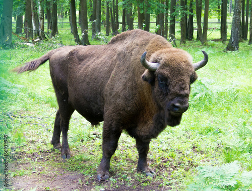 European bison (Bison bonasus), wisent, auroch, zubr . 