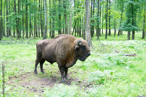 European bison (Bison bonasus), wisent, auroch, zubr . 