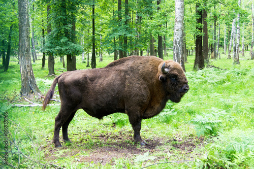 European bison (Bison bonasus), wisent, auroch, zubr . 