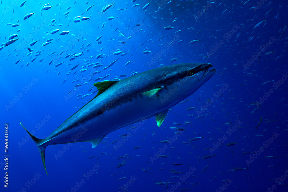 A yellow fin tuna swims in the clear waters of Guadalupe Island, Mexico