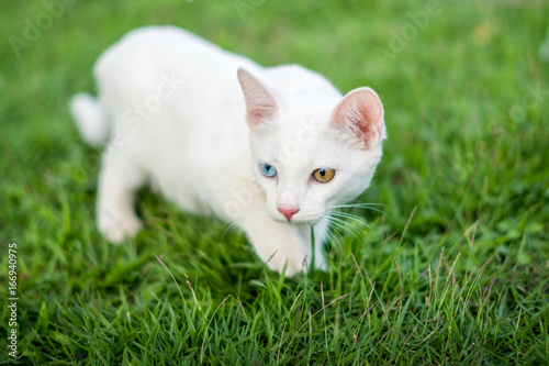 White kitten