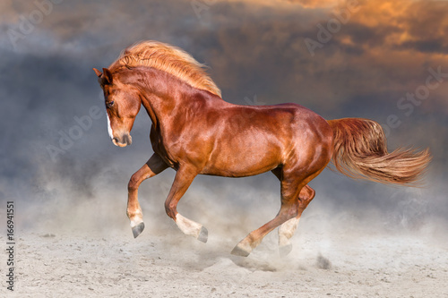 Red horse with long blonde mane run in desert dust