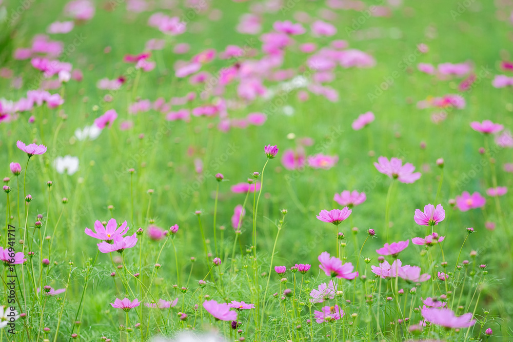 Cosmos flower (Cosmos Bipinnatus) in the garden Cosmos flower (Cosmos Bipinnatus) in the garden