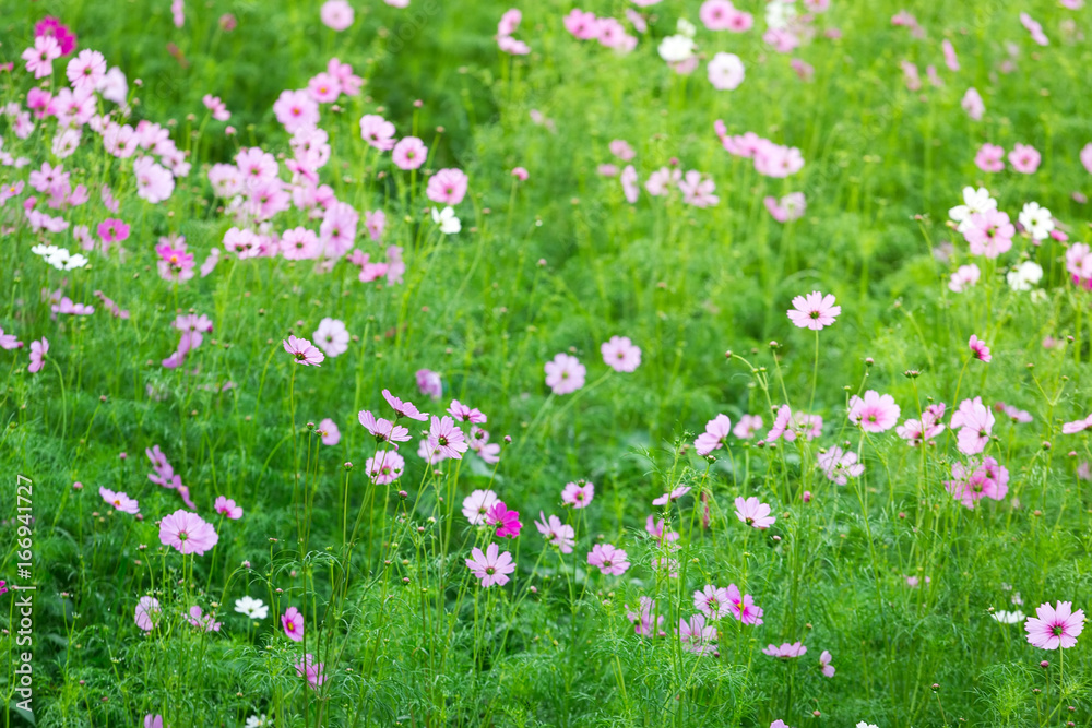 Cosmos flower (Cosmos Bipinnatus) in the garden Cosmos flower (Cosmos Bipinnatus) in the garden
