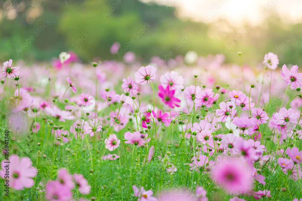 Cosmos flower (Cosmos Bipinnatus) in the garden