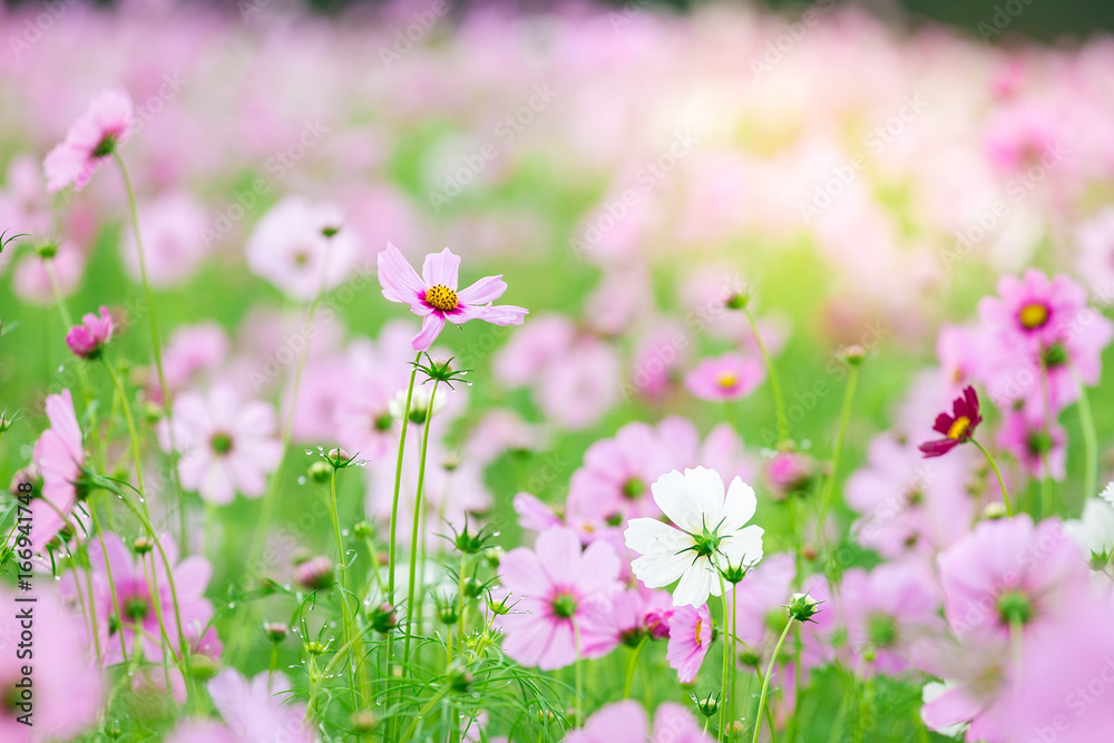 Obraz premium Cosmos flower (Cosmos Bipinnatus) in the garden