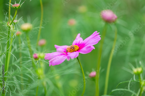 Cosmos flower (Cosmos Bipinnatus) in the garden