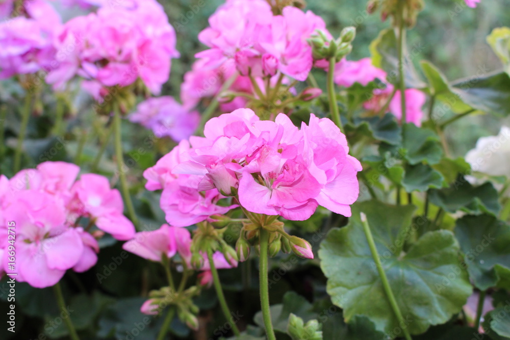 Beautiful pink muscat geraniums flower with green background in the garden. Selective focus. Close up. Blurred background Beautiful pink muscat geraniums flower with green background in the garden. Selective focus. Close up. Blurred background