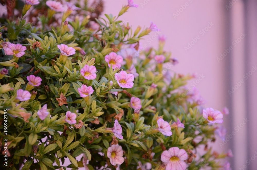 Obraz premium Flower