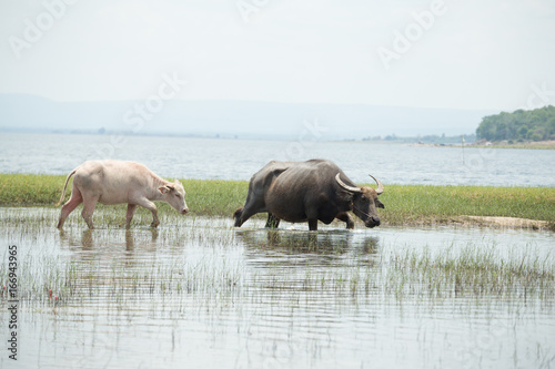 water buffalo in thailand