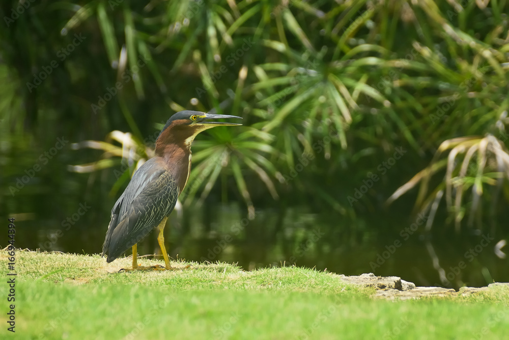 Obraz premium green heron on the shore of the pond, against the backdrop of tropical green vegetation