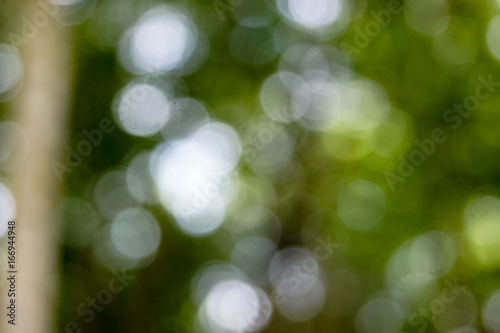 Abstact defocus bokeh light background made of forest style,Beautiful background image.