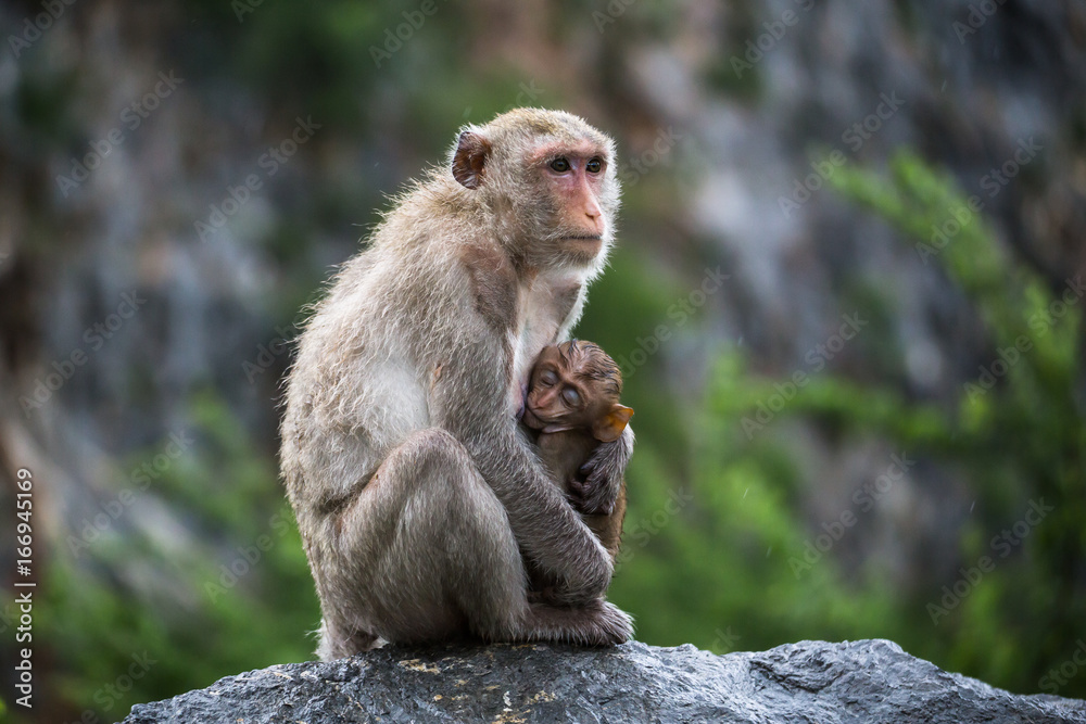 Monkey mother with baby portrait. Monkey eyes.