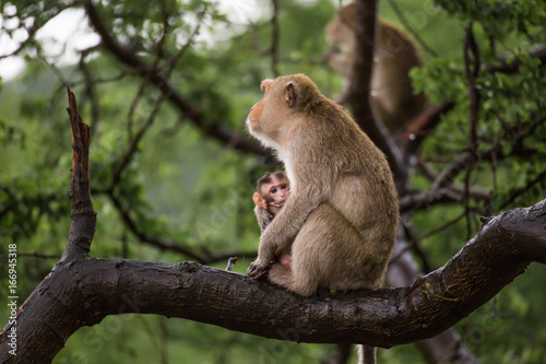 Monkey mother with baby portrait. Monkey eyes.
