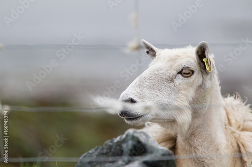 Pecora ovis aries isole Shetland Scozia al pasco 