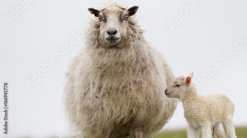 Fototapeta Naklejka Na Ścianę i Meble -  Pecora ovis aries isole Shetland Scozia al pasco con agnelli