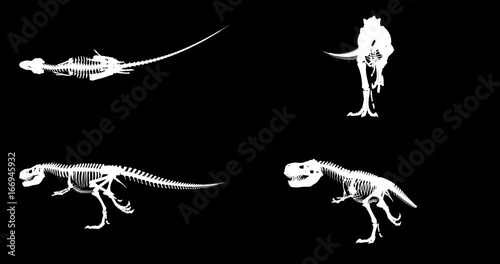 Trex skeleton running cycle, 3D animation loop, alpha channel