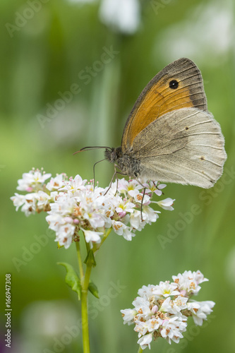 Butterfly cuts on a buckwheat blossom. © lapis2380