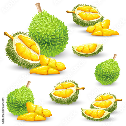 Fototapeta Naklejka Na Ścianę i Meble -  Set of vector color illustrations, icons of a durian fruit whole and peeled isolated on a white background. Print, template, design element