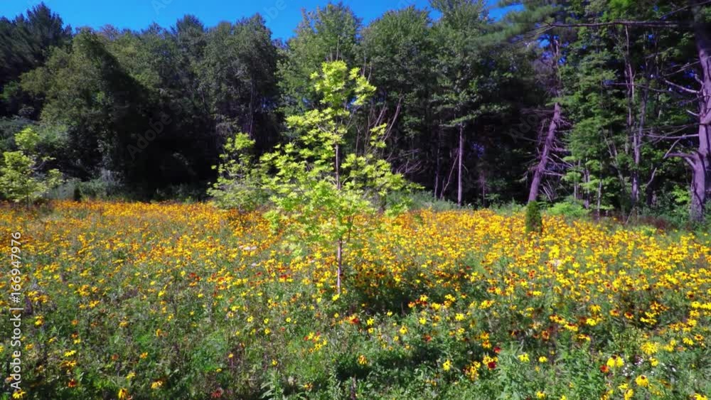 Flower Field of Black-Eyed Susans Flower Field of Black-Eyed Susans