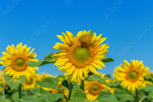 Yellow field of sunflowers