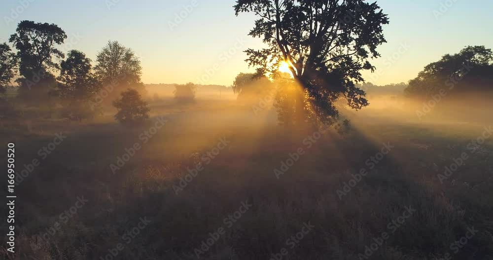 Gliding toward the sunrise through foggy trees on dreamlike landscape.

