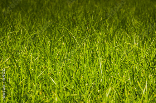 Green Grass Lawn