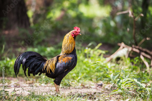 The beauty of fighting cocks in Thailand,gamecocks