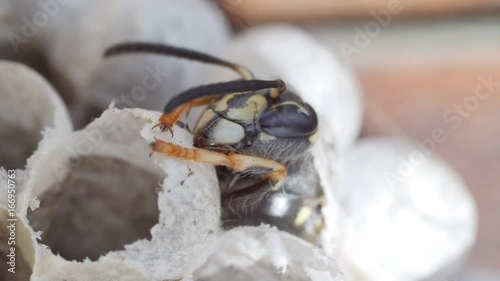 head and thorax of a wasp emerging from a wasps nest crawling over empty cells