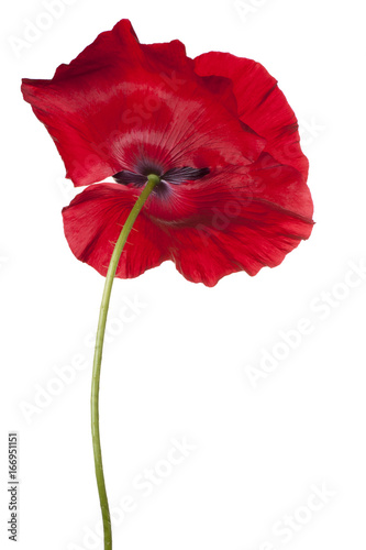 Fototapeta Naklejka Na Ścianę i Meble -  poppy flower isolated