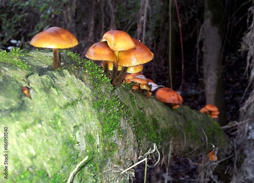 Funghi su tronco di albero caduto
