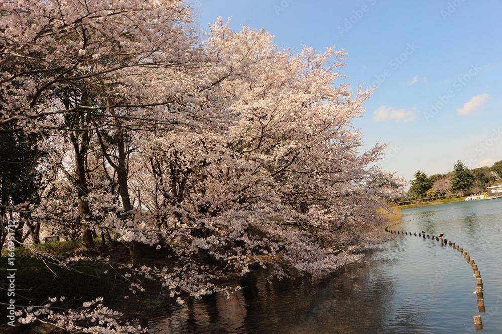 水辺に咲く桜