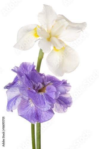 Fototapeta Naklejka Na Ścianę i Meble -  iris flowers isolated