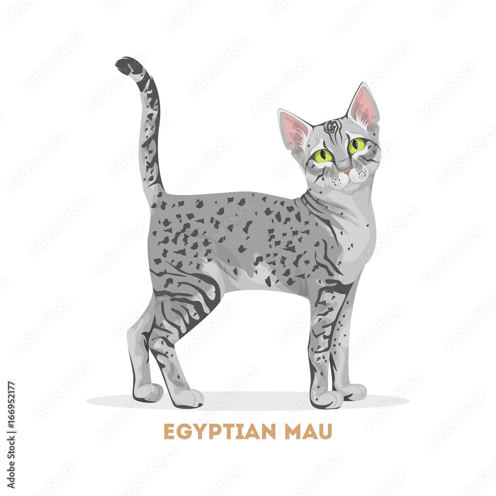 Egyptian mau cat. Egyptian mau cat.