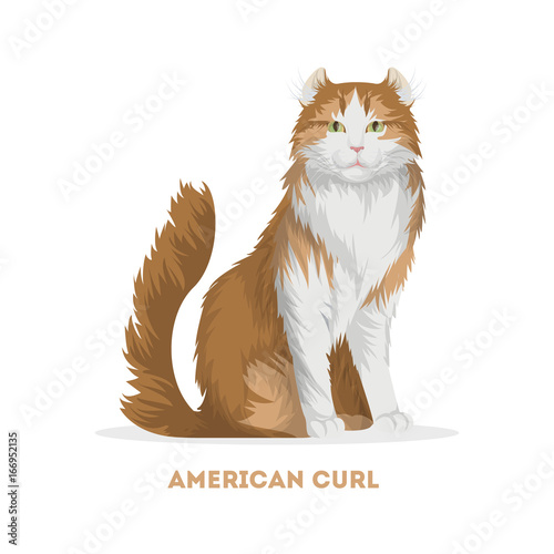 American curl cat.