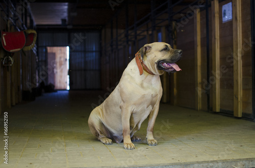 The Boerboel. South African Mastiff, large, Molosser-type breed