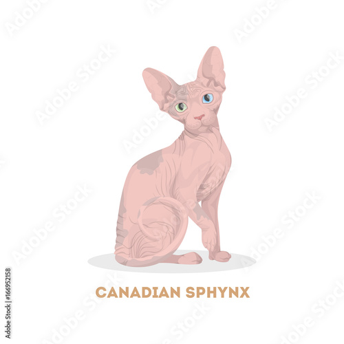 Canadian sphynx cat.