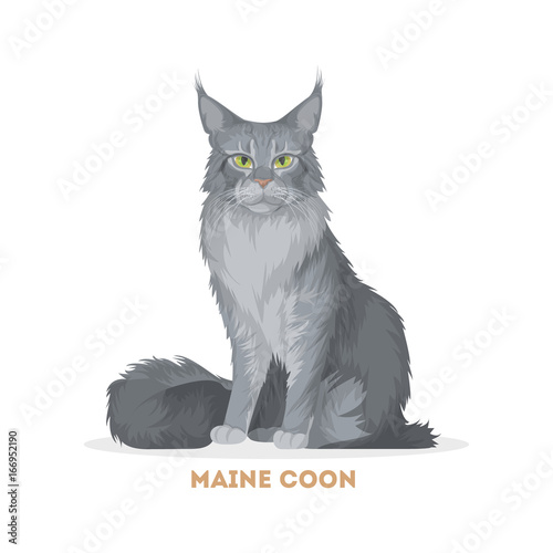 Maine coon cat.