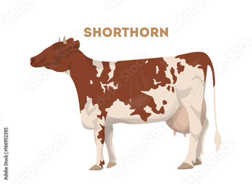 Isolated shorthorn cow.