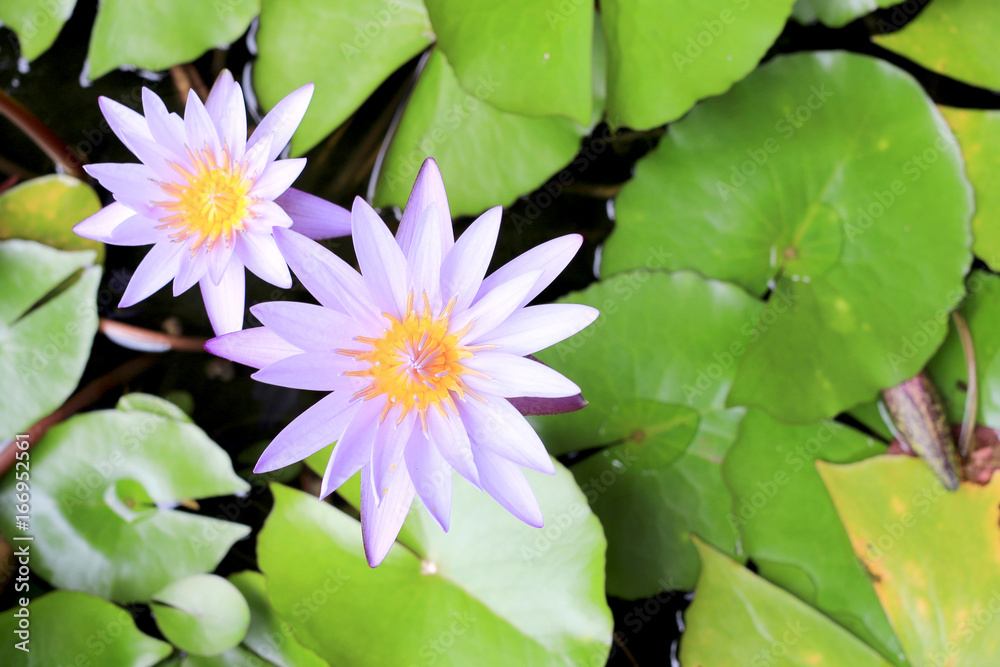 Beautiful lotus flower in pond is the symbol of the Buddha, Thailand.