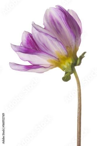 Fototapeta Naklejka Na Ścianę i Meble -  dahlia flower isolated