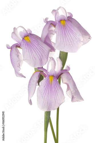 Fototapeta Naklejka Na Ścianę i Meble -  iris flowers isolated