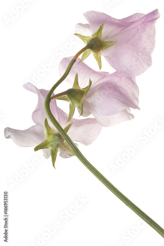 sweet pea flower isolated