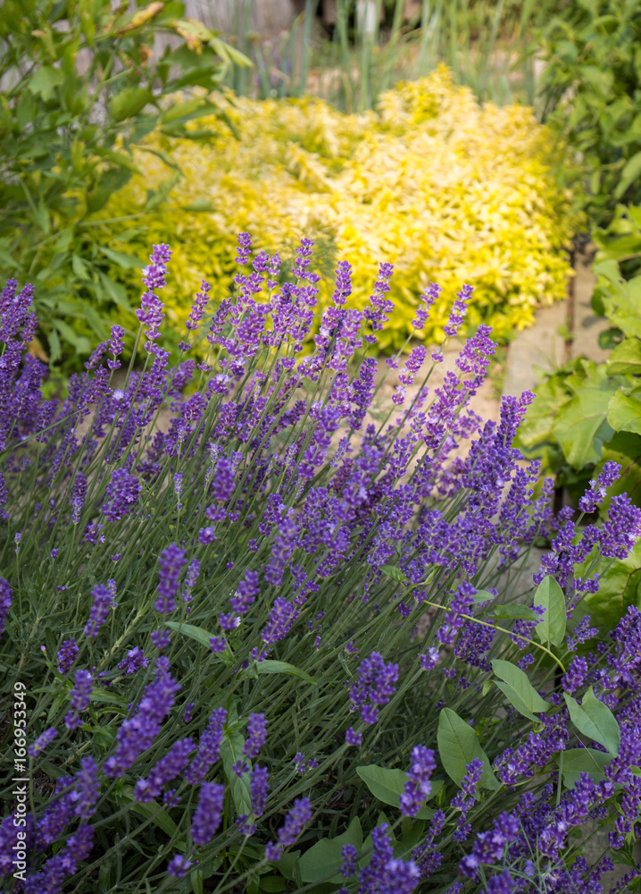 Fototapeta premium Garden with the flourishing lavender