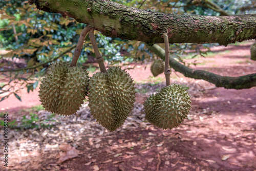 Durian fruit on tree in farm at Thailand © yotrakbutda