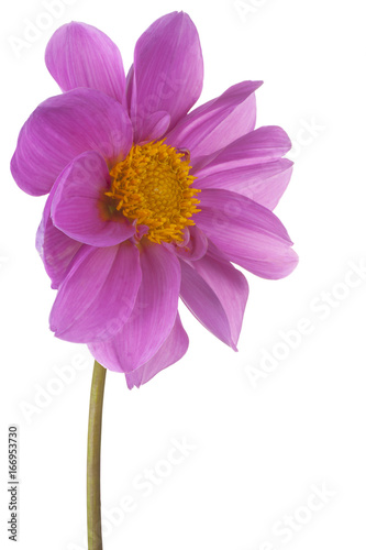 Fototapeta Naklejka Na Ścianę i Meble -  dahlia flower isolated